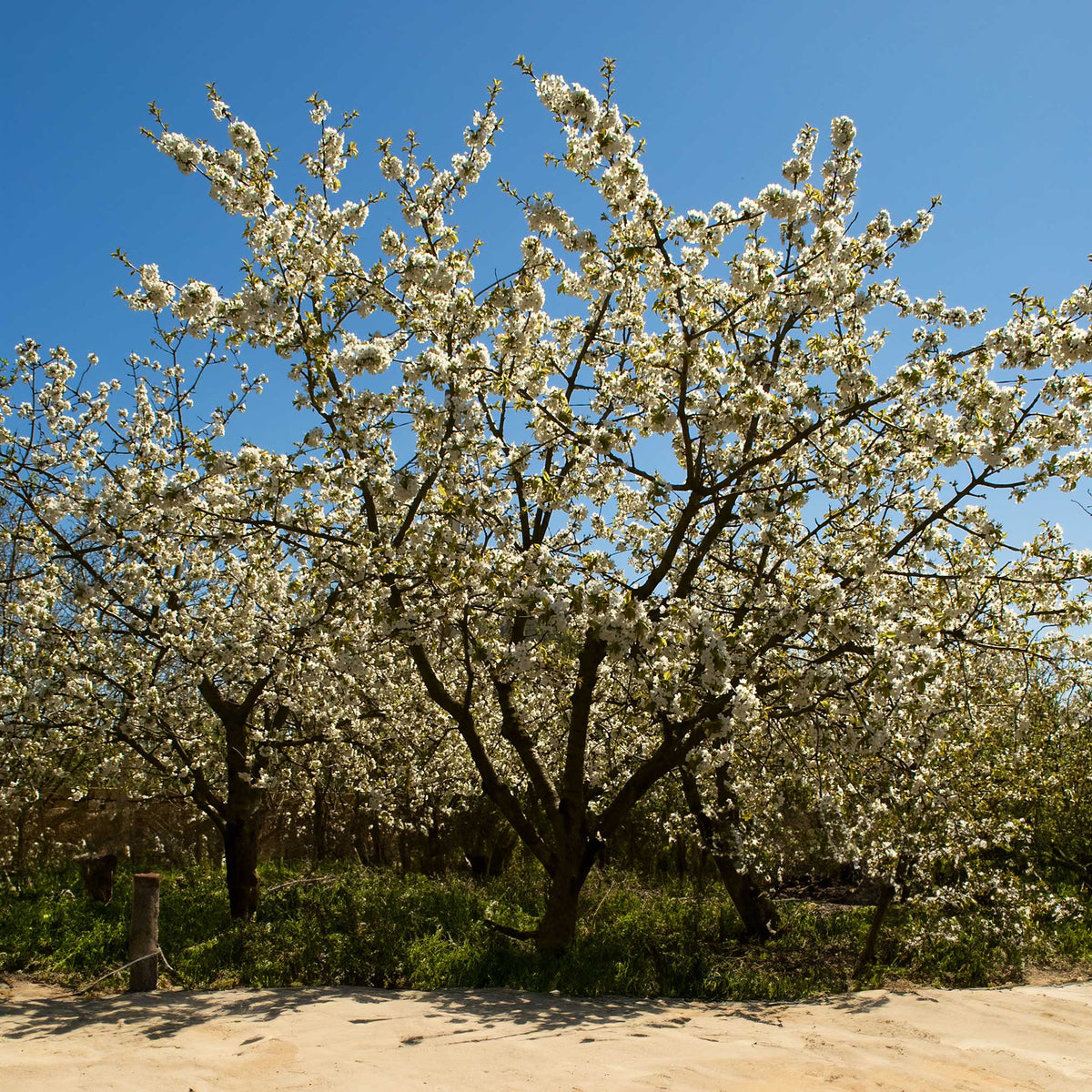 Cherry tree with pale blossoms and leafy branches on a tall upright canopy