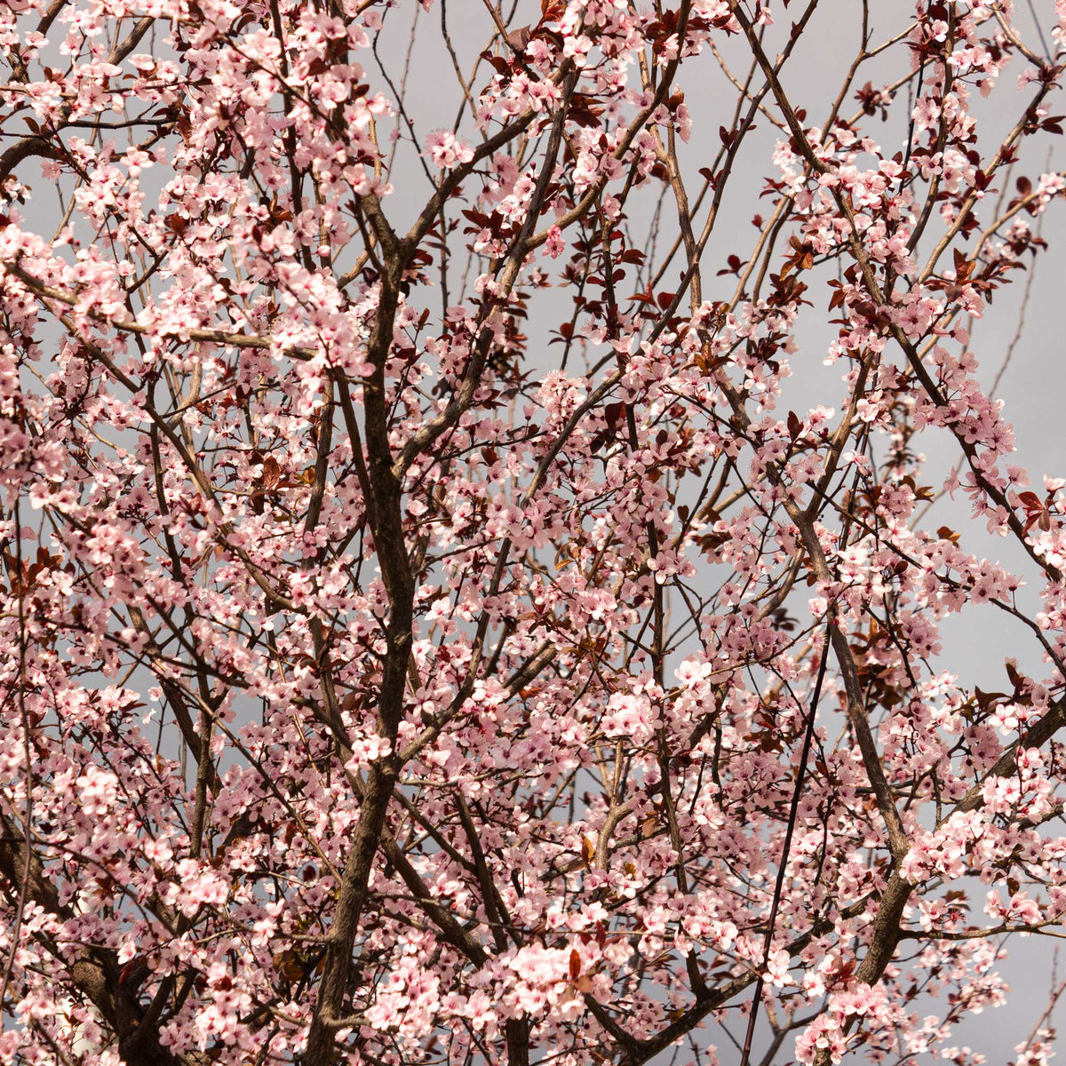 Cherry tree in bloom with pink blossoms on branching limbs