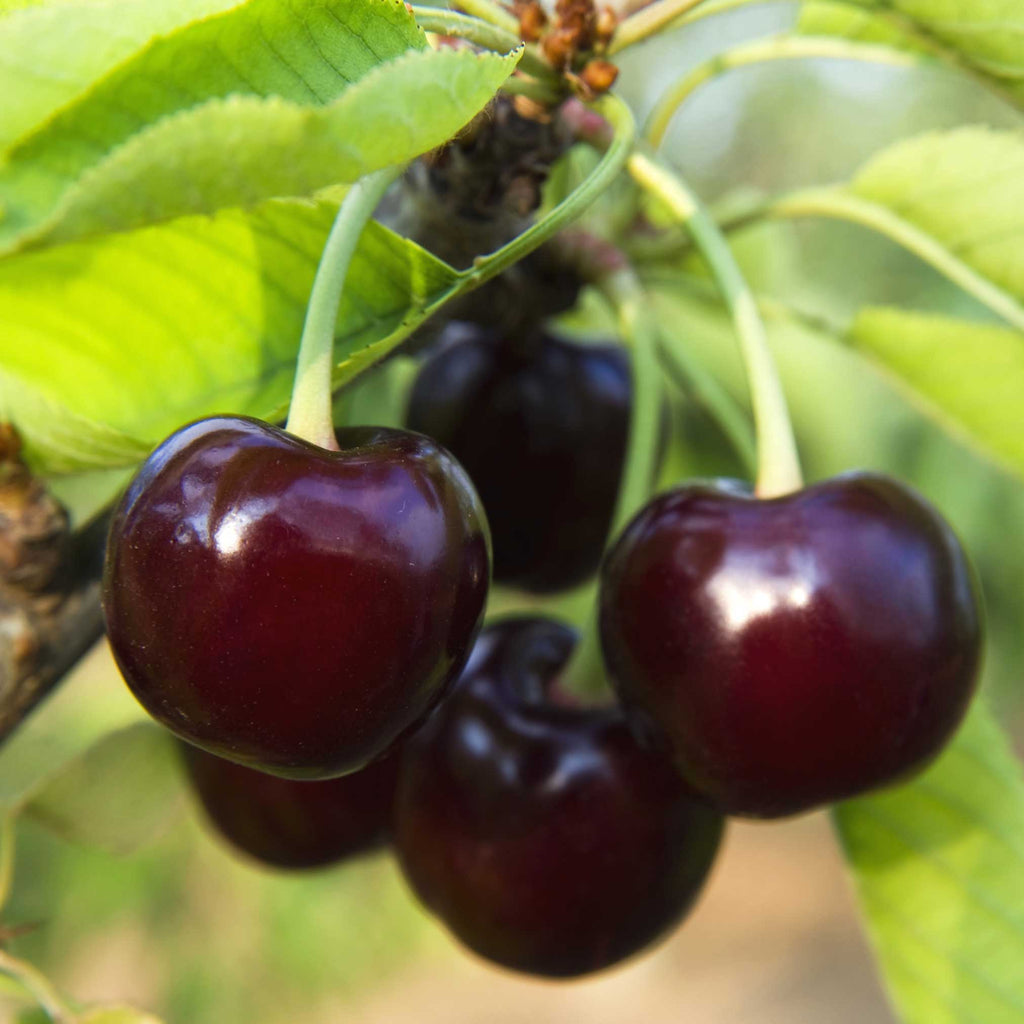 Black Tartarian cherry tree: dark red cherries on branches with green leaves