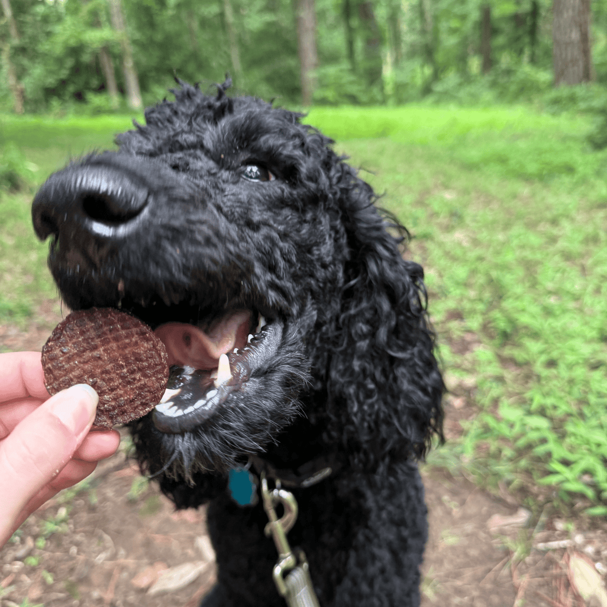Curly black dog holding a dark beef chip treat in its mouth