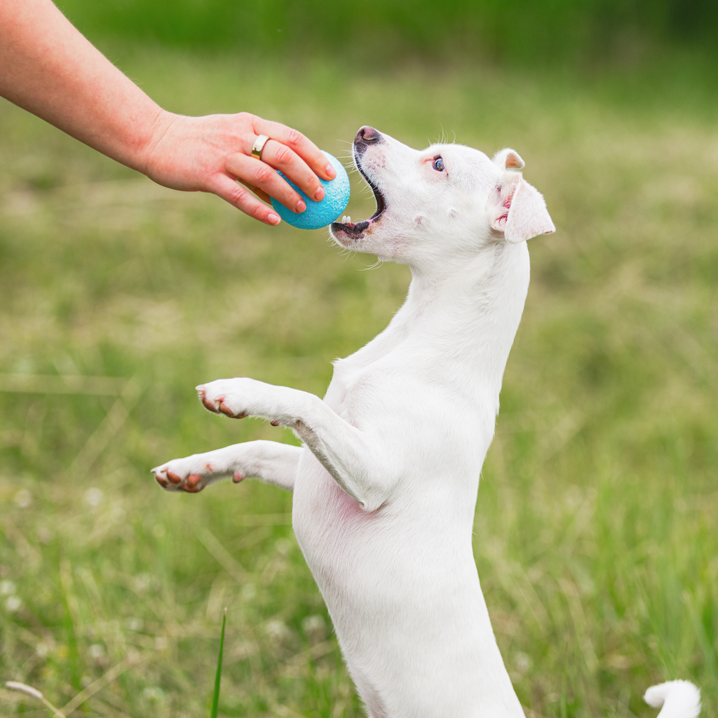 White dog biting a blue textured chew ball held by a hand.