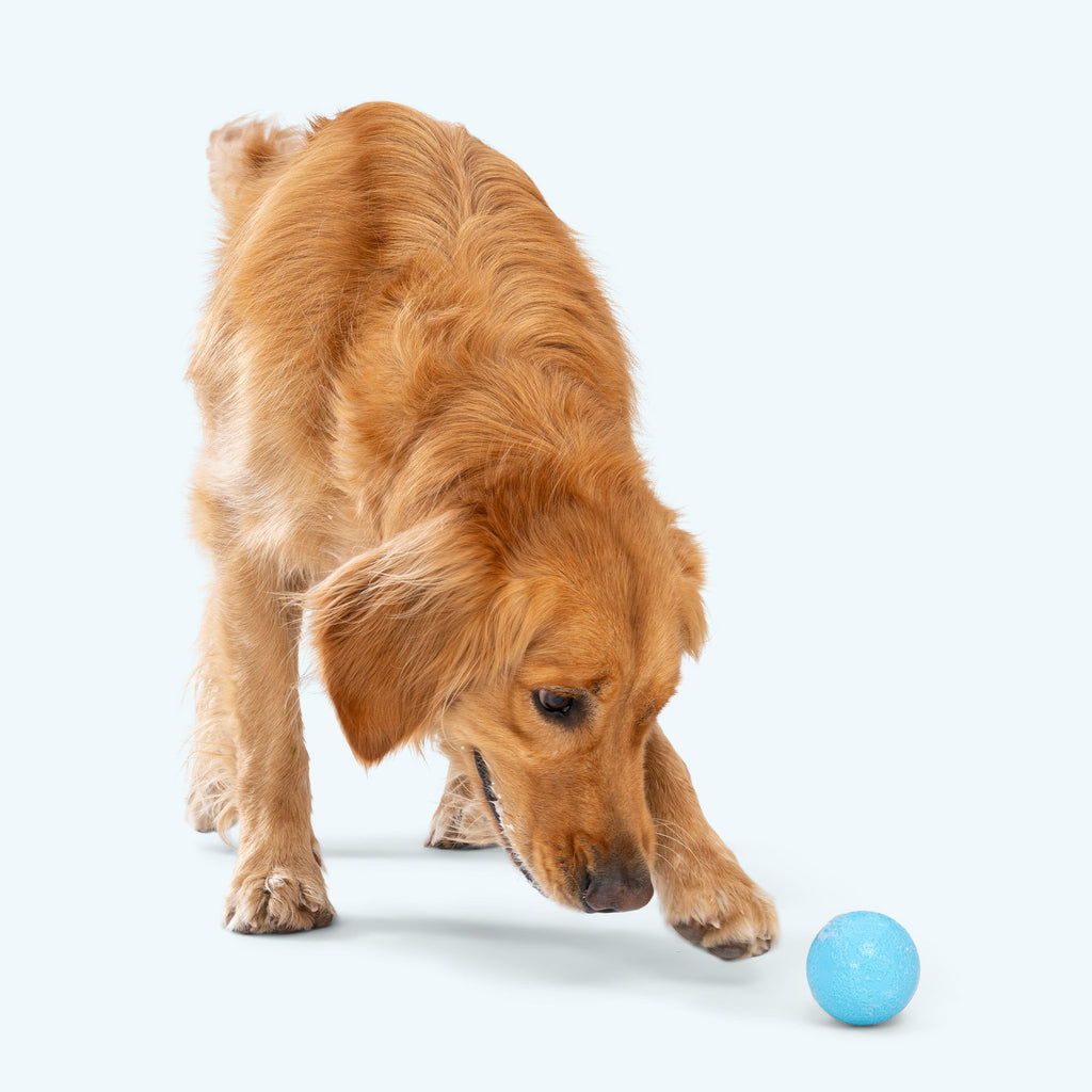 Tan dog reaching for a blue textured chew ball on a light surface.