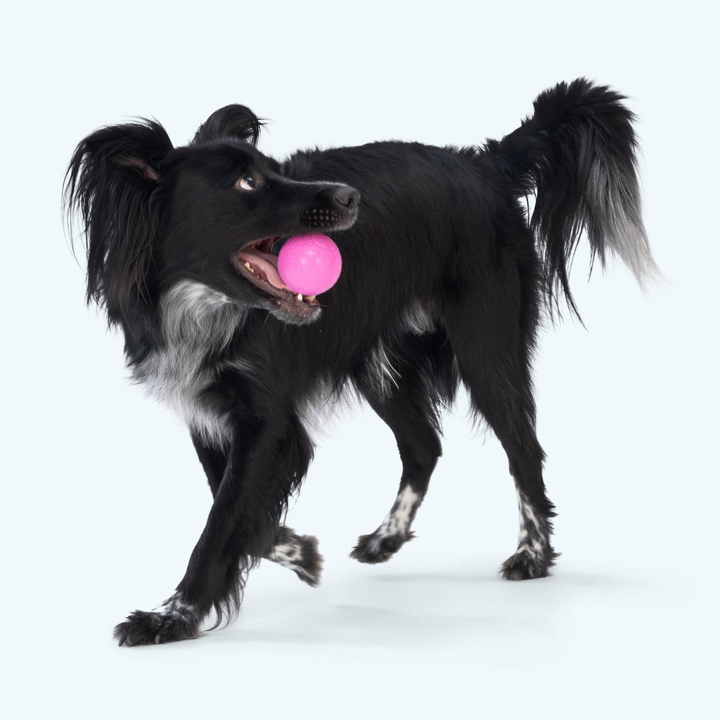 Black dog carrying a pink textured chew ball in its mouth.