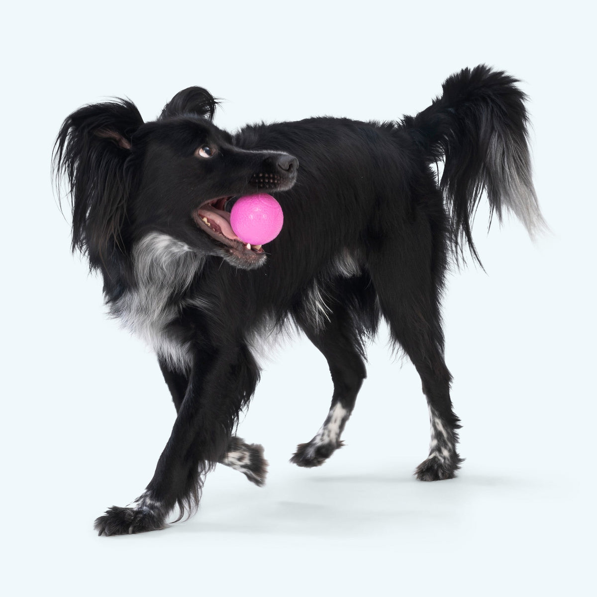 Black dog carrying a pink textured chew ball in its mouth.