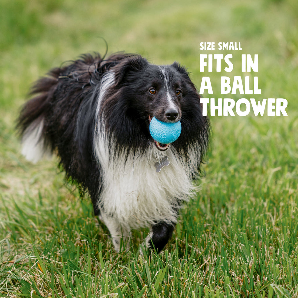 Black-and-white dog holding a blue textured throw ball in its mouth.