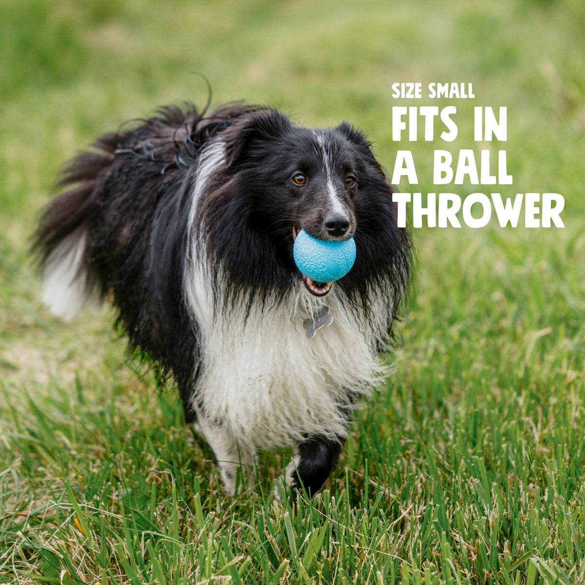 Black-and-white dog holding a blue textured throw ball in its mouth.