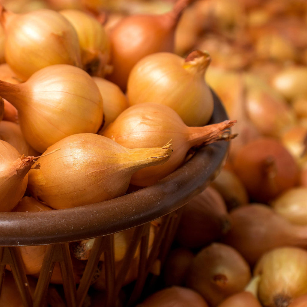 Yellow onion sets with papery skins and dried stems in a basket