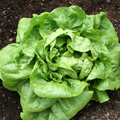 Buttercrunch lettuce microgreens with bright green ruffled leaves, piled on soil