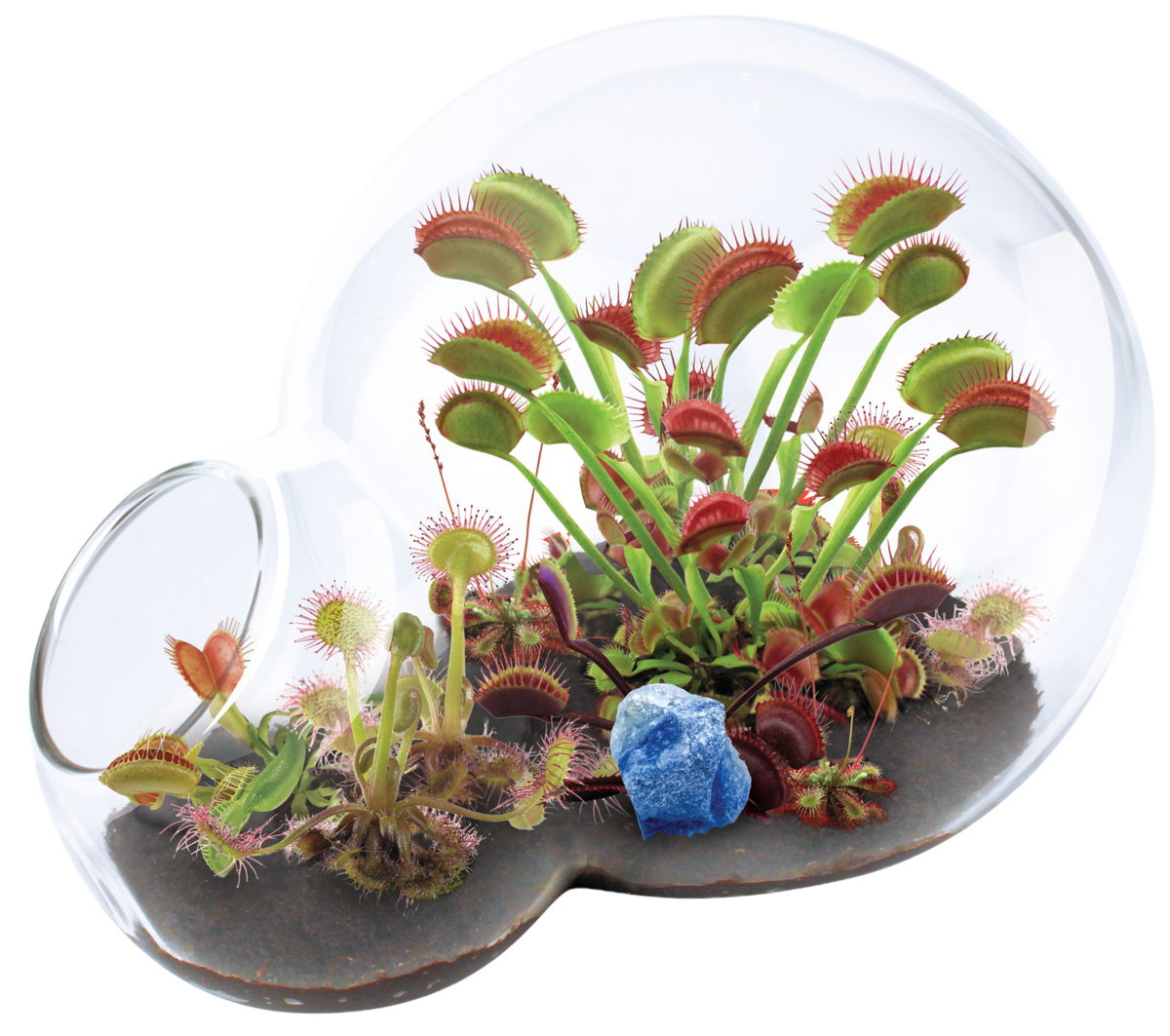 Double-sphere glass terrarium kit planted with flytraps and sundews, plus a blue quartz stone