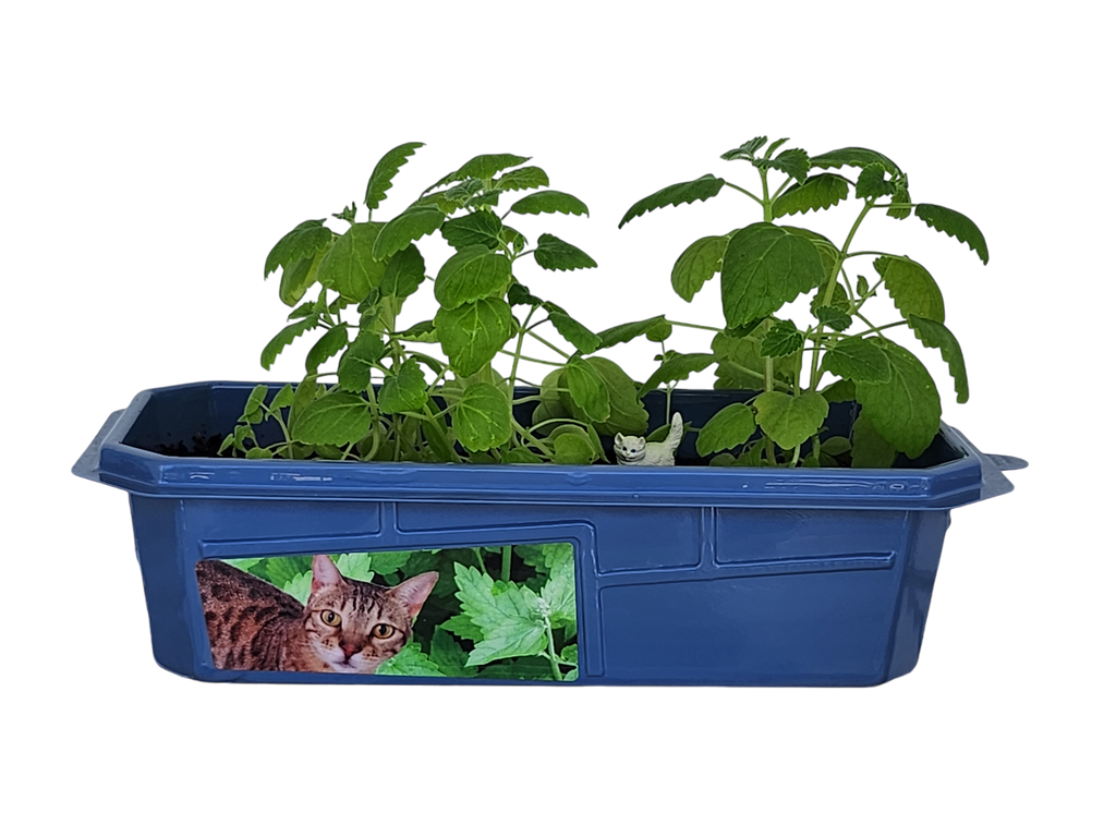 Blue rectangular planter filled with leafy green plants and a small cat figurine