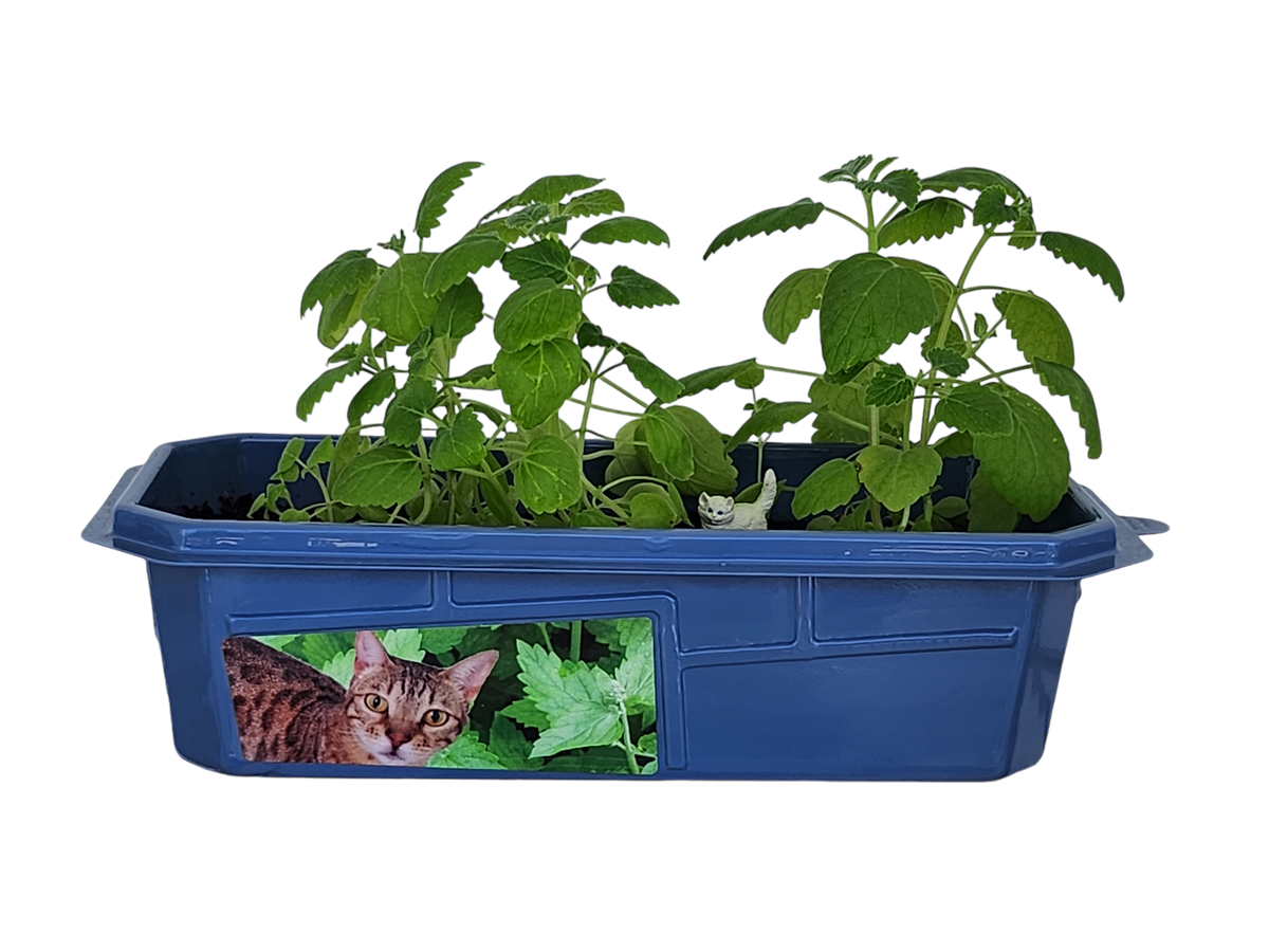 Blue rectangular planter filled with leafy green plants and a small cat figurine