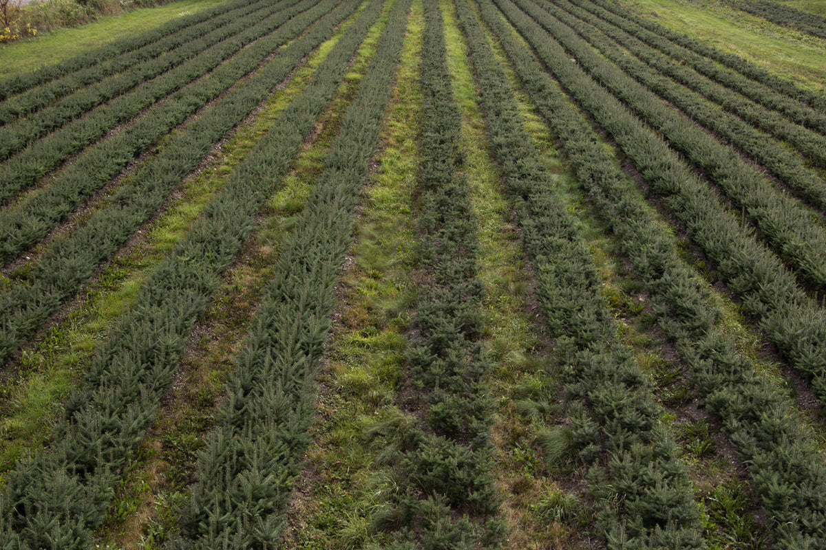 Balsam fir Christmas tree farm rows, dense dark green foliage