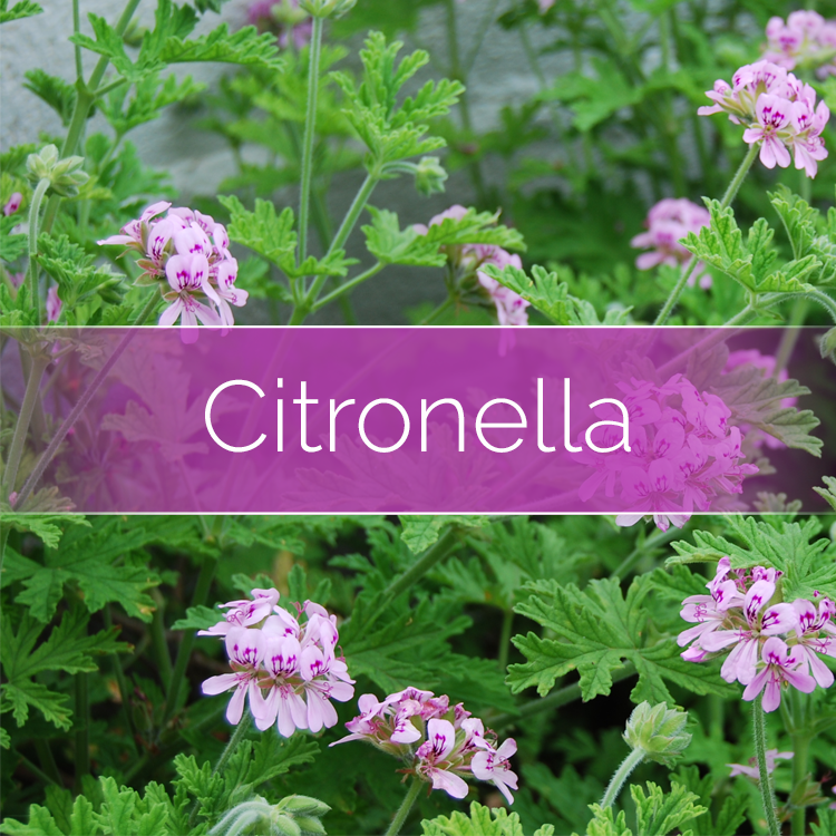 Citronella floral scene with pink purple blossoms and green foliage
