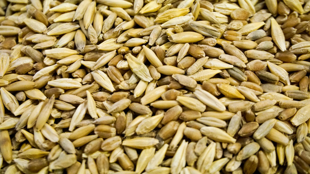Close-up of tan and green cat grass seed kernels