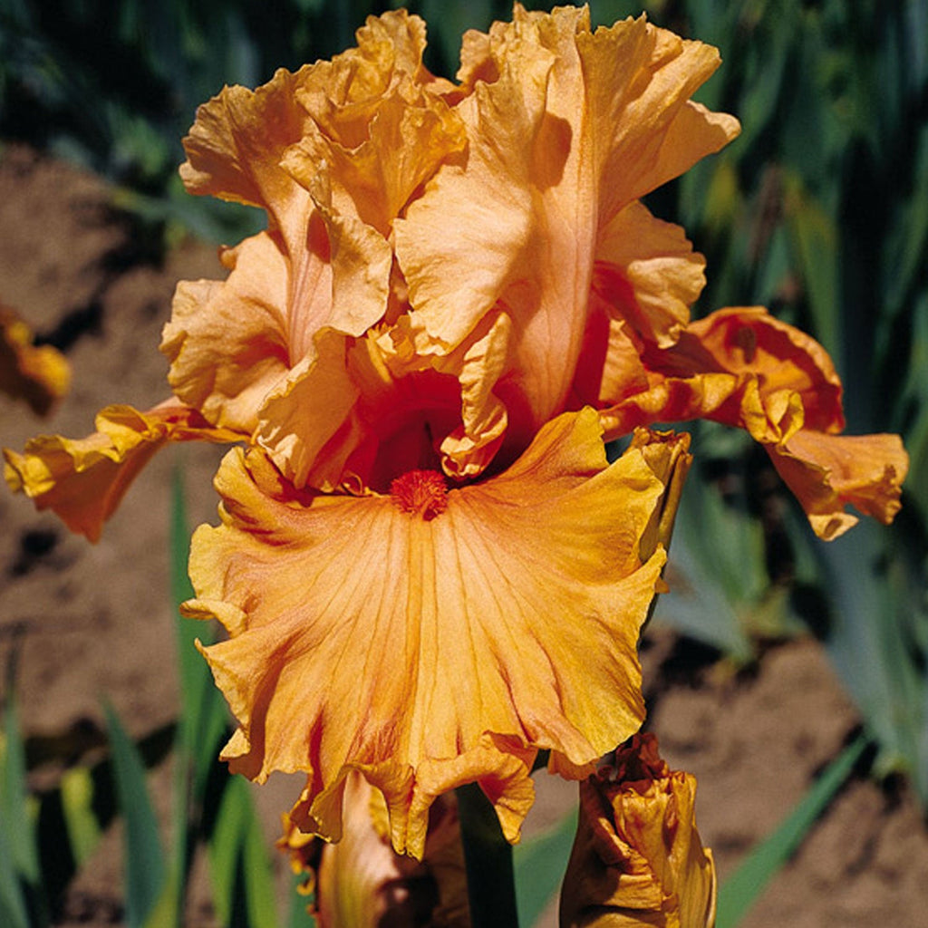 Cordoba iris with large, ruffled golden-orange blooms