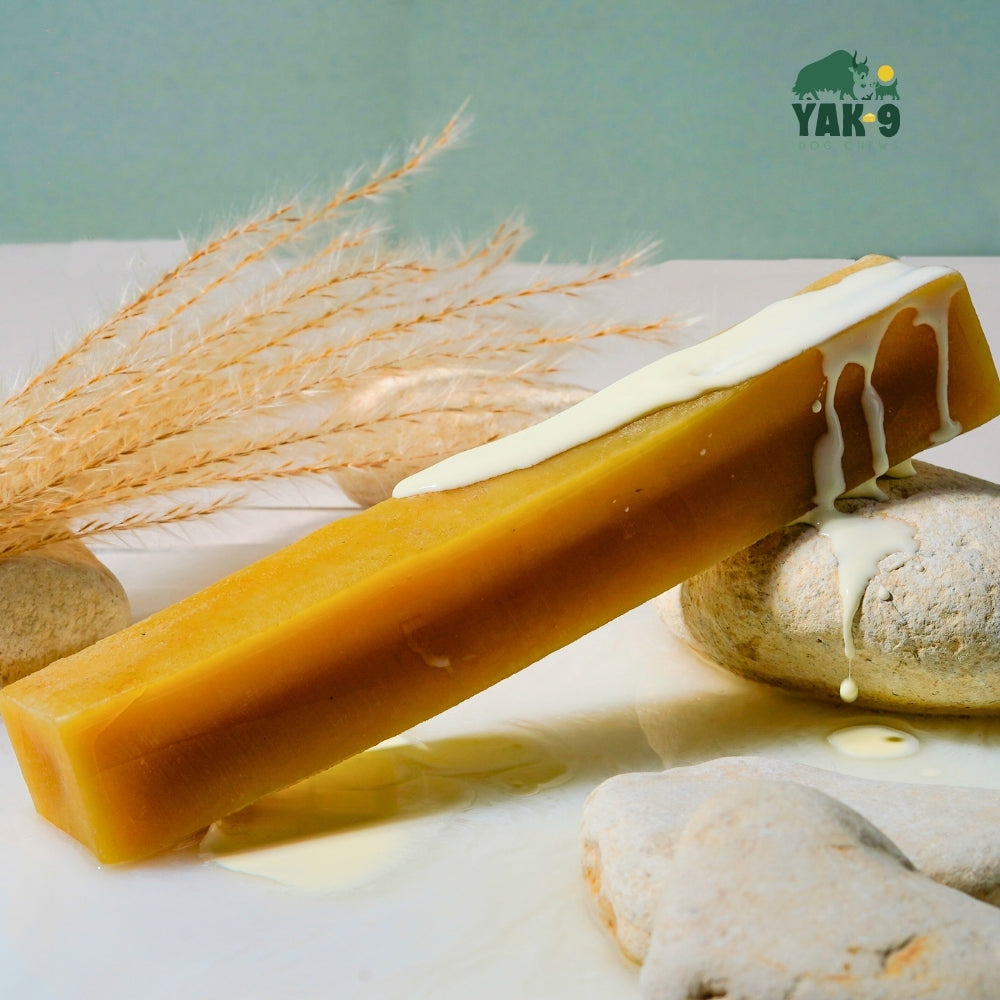 Yellow yak and cow milk cheese chew stick with scattered chew pieces