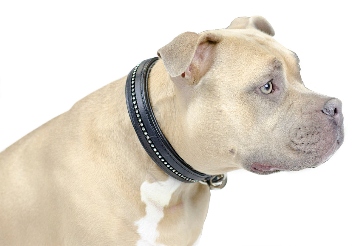 Padded black leather dog collar with crystal inlay and stainless rolled buckle