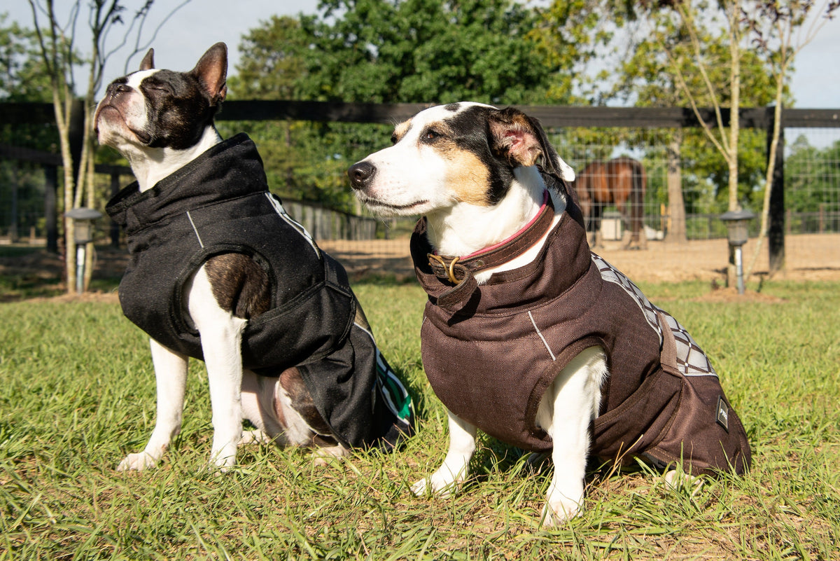 Dog all-weather coat, black with gray trim and zip front, worn outdoors