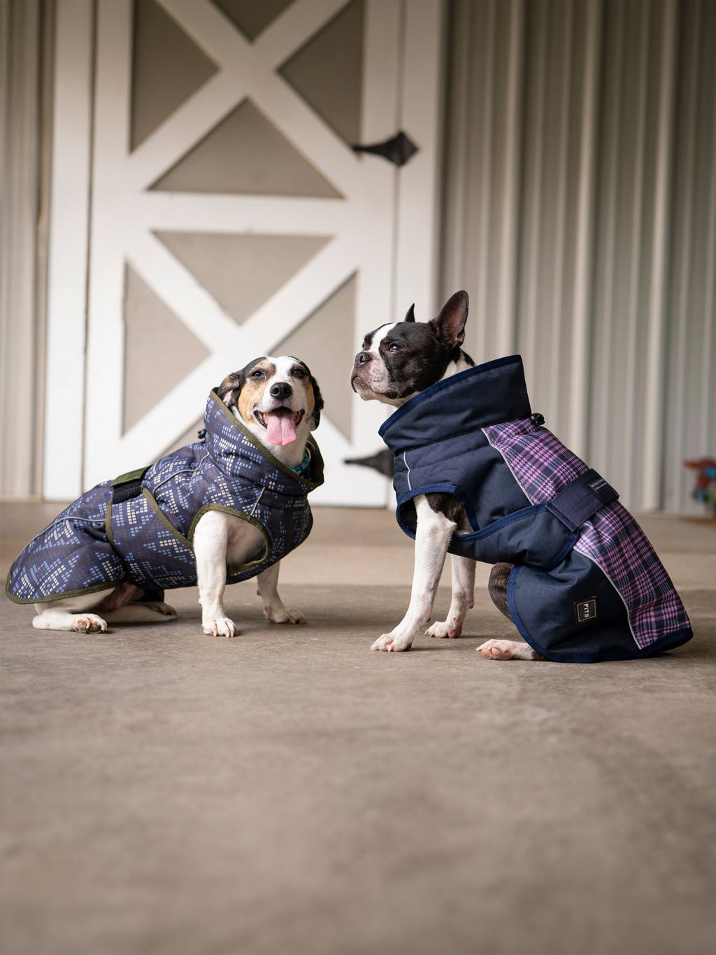 All-weather dog coat, navy with purple plaid lining, worn by two dogs