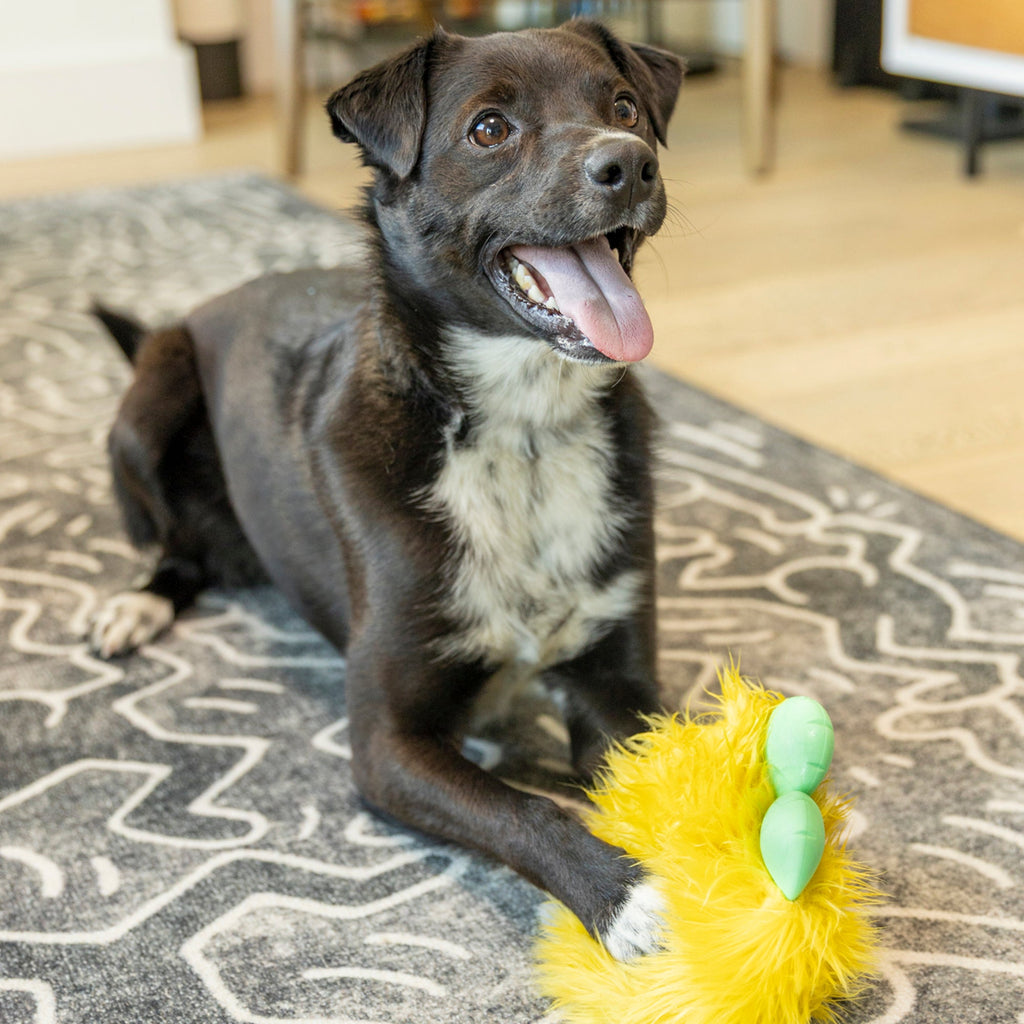Yellow Rolf plush monster dog toy on the floor next to a dog