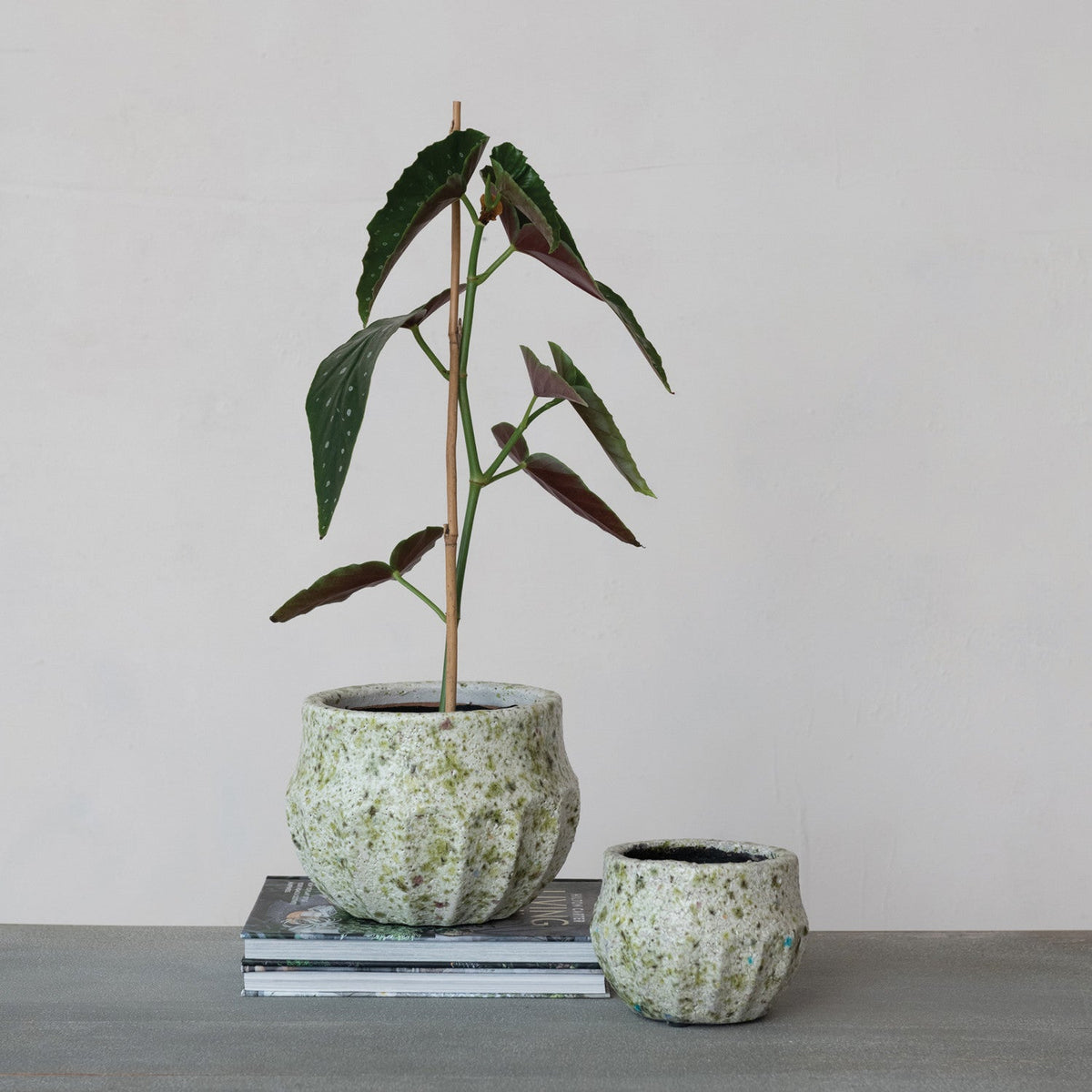 Green crackle-glaze terracotta planter with upright plant, rounded bowl shape