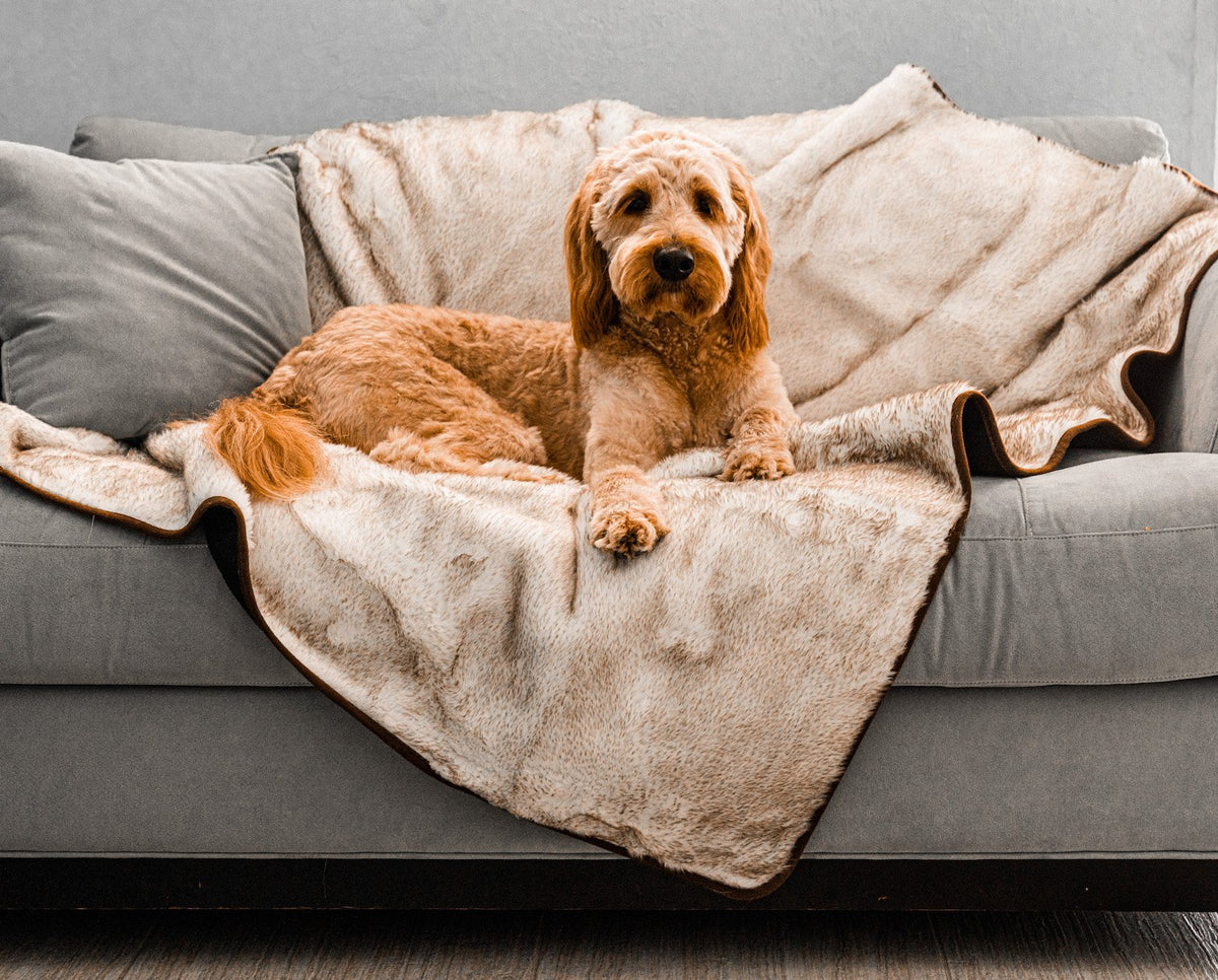 Cream faux-fur waterproof pet blanket with brown-edged corners, folded on a sofa