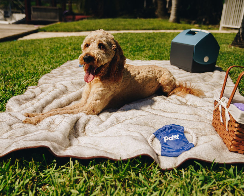 White faux-fur waterproof pet blanket with brown trim on grass, dog lying on it