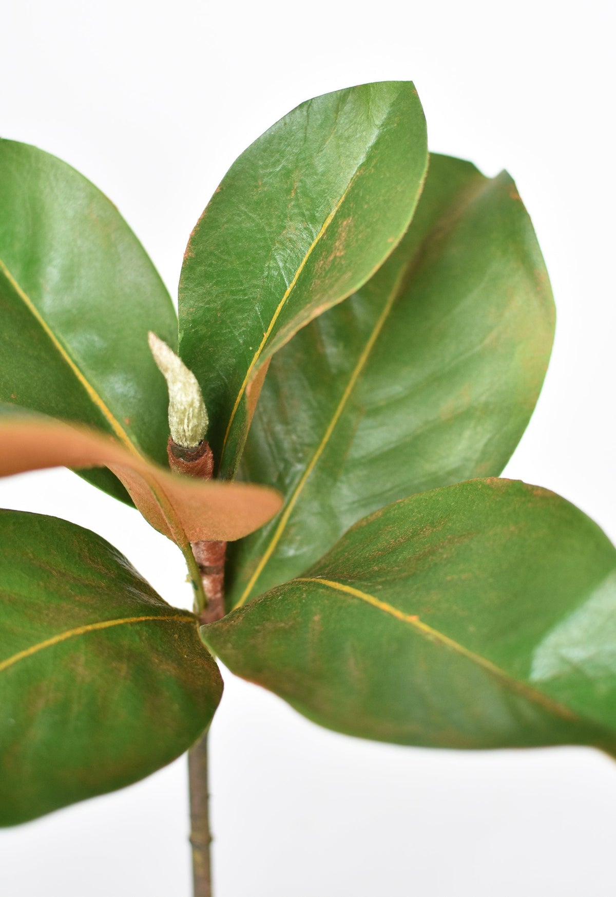 Faux magnolia leaf stem close-up with glossy green leaves and brown bud