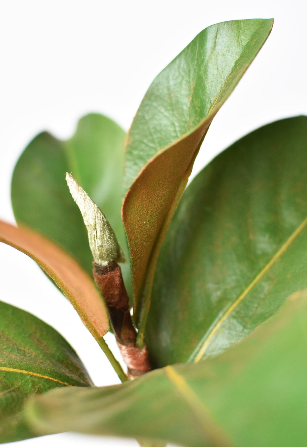 Faux magnolia leaf stem detail with leaf veins and brown bud at branch joint