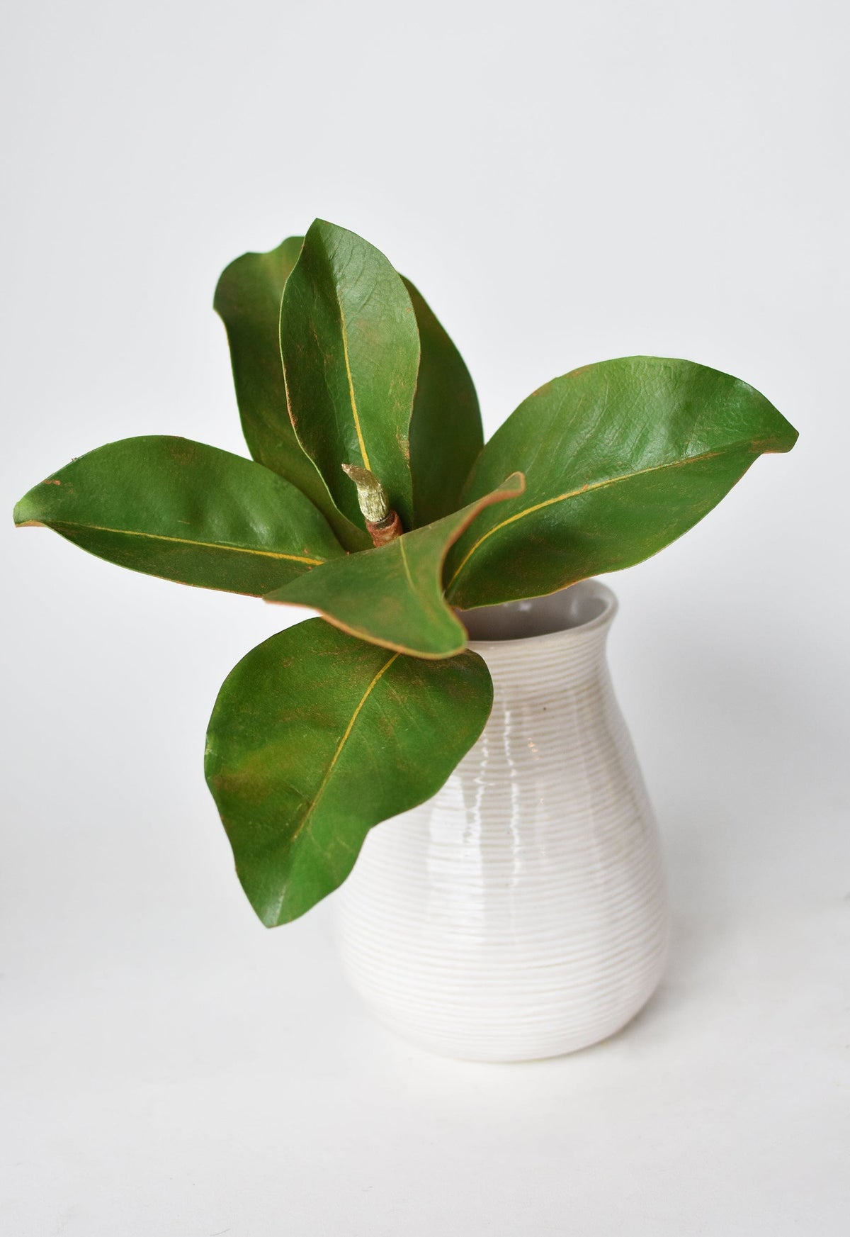 Faux magnolia leaf stem in white ribbed pot, green leaves on brown stem