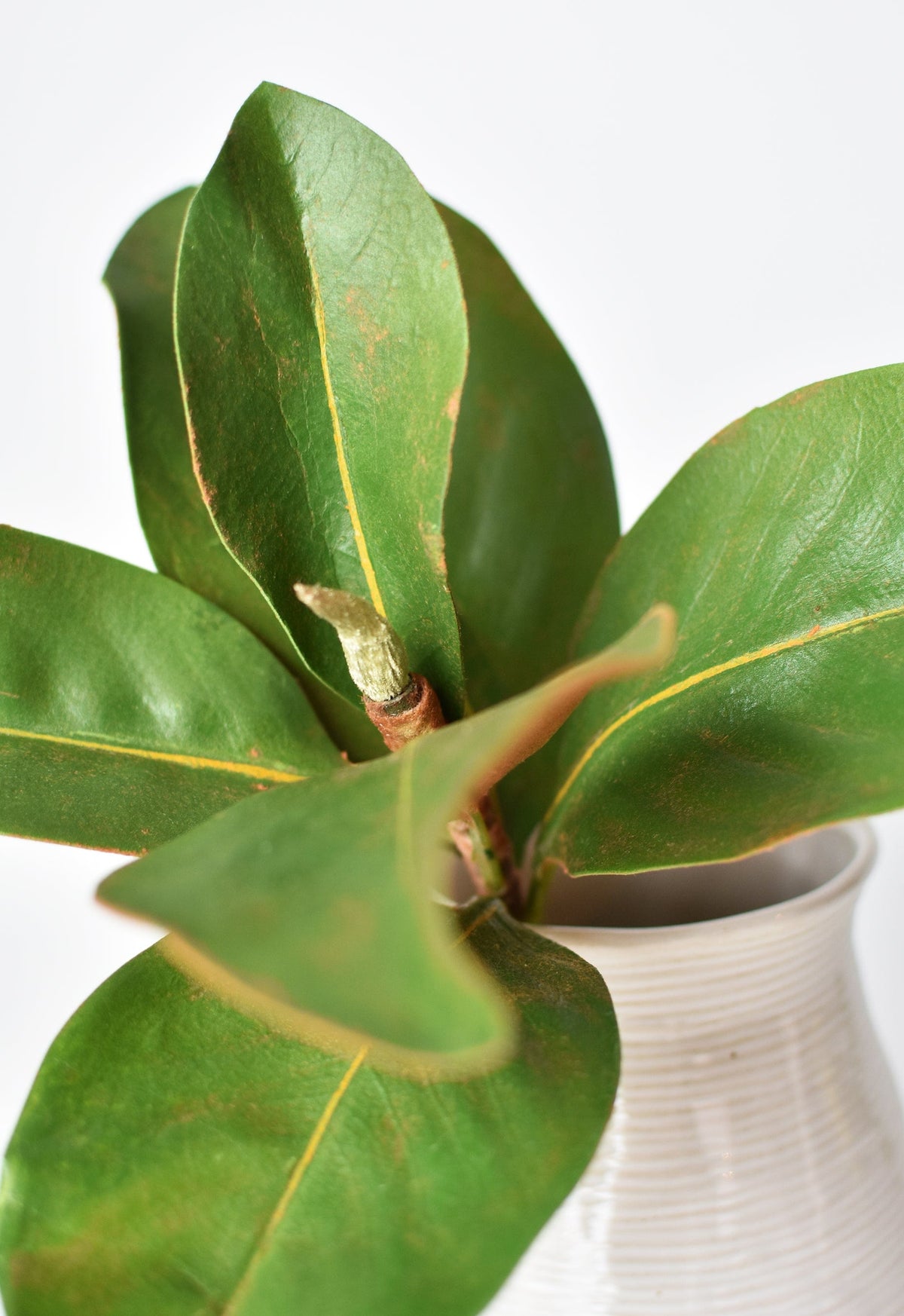 Close-up faux magnolia leaf stem with green leaves and brown central bud