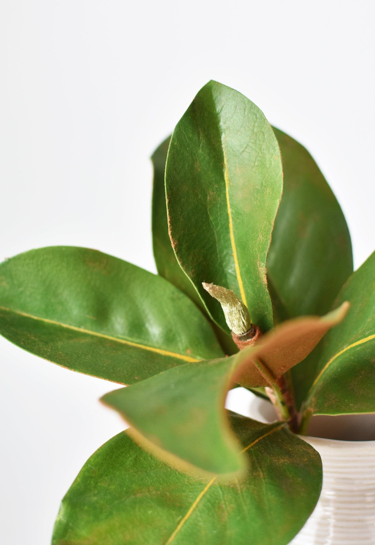 Faux magnolia leaf stem close-up with layered green leaves and brown stem joint