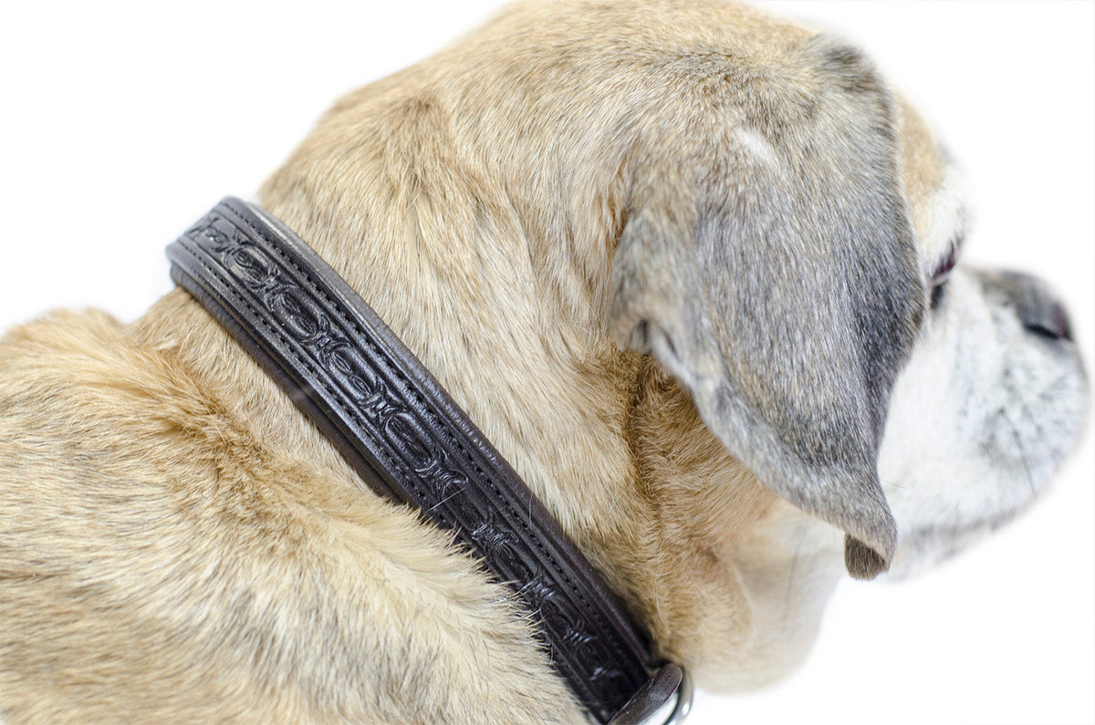 Padded leather dog collar with dark tooled barbed-wire design and rounded comfort fit
