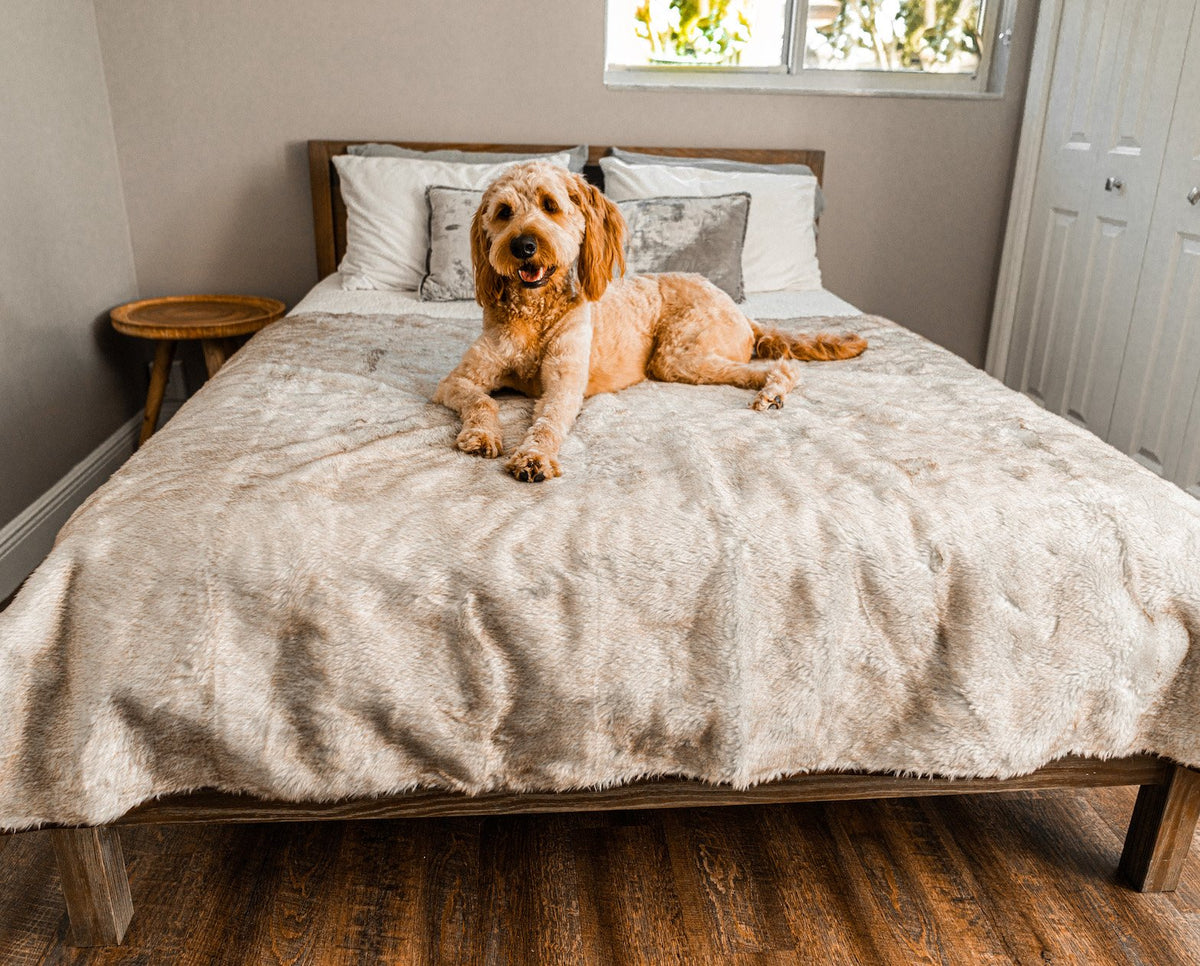 White faux-fur waterproof pet throw blanket with brown trim, spread on a bed