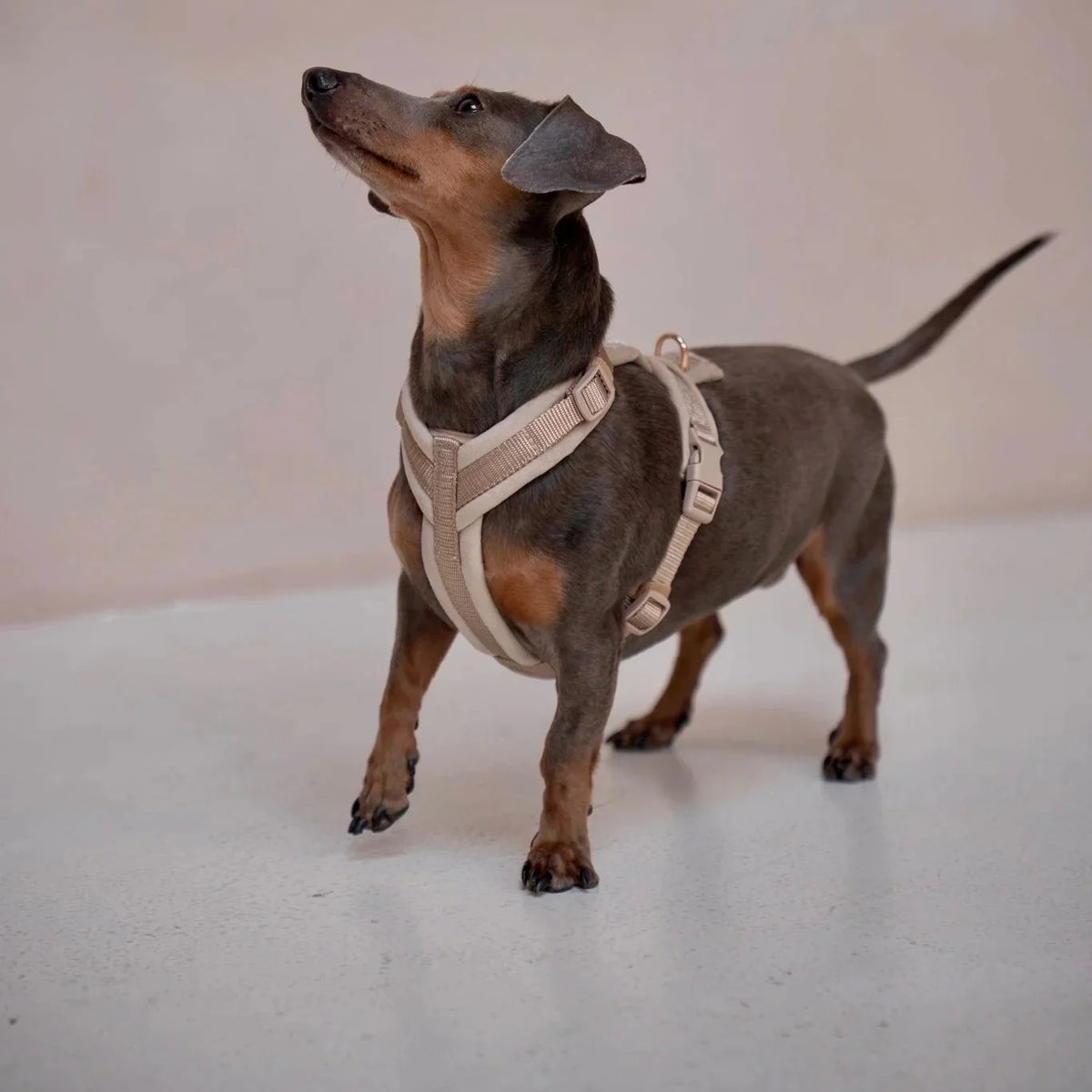 Sand velvet dog harness on a dog, adjustable padded straps and chest panel