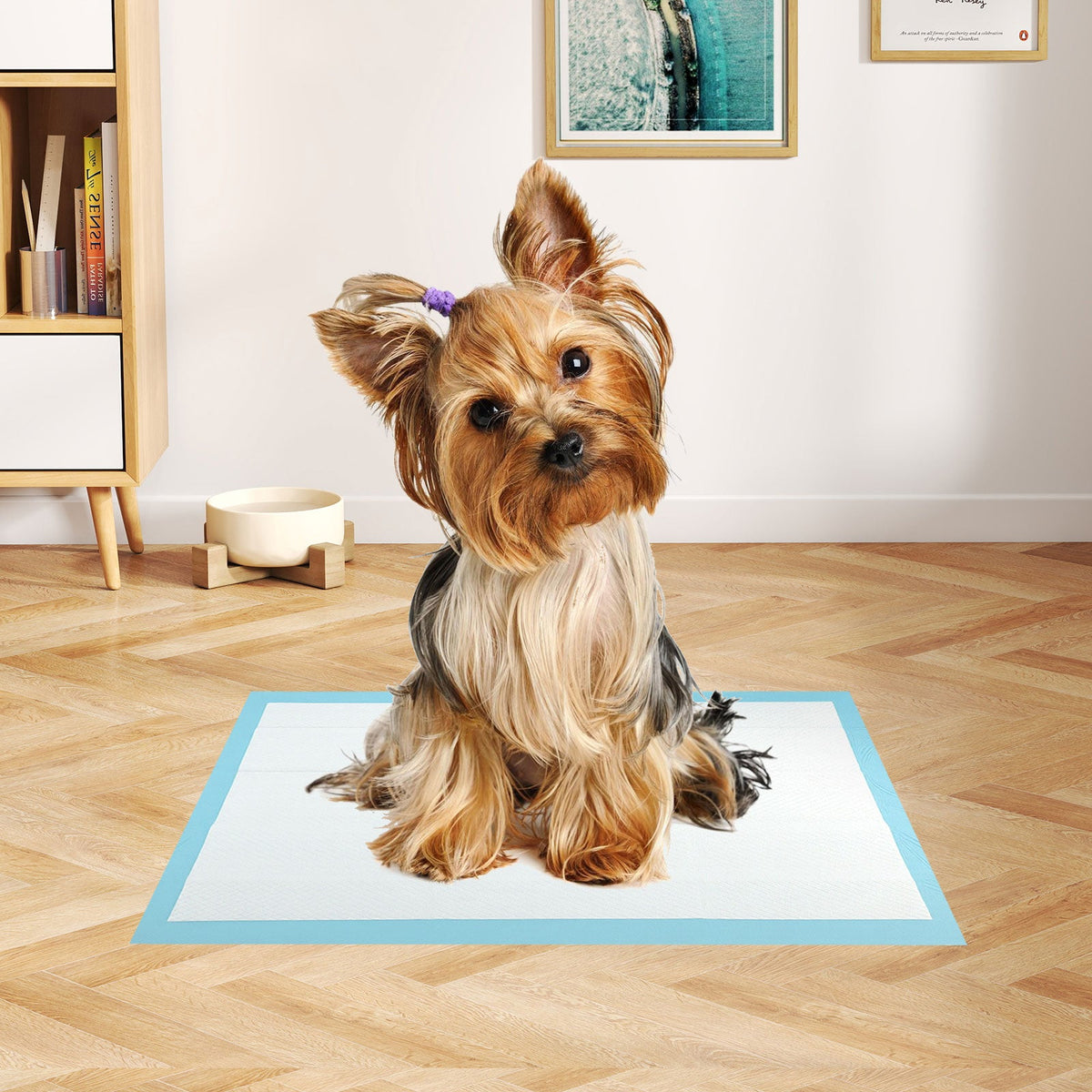 Blue disposable dog training pee pad with small terrier sitting on top
