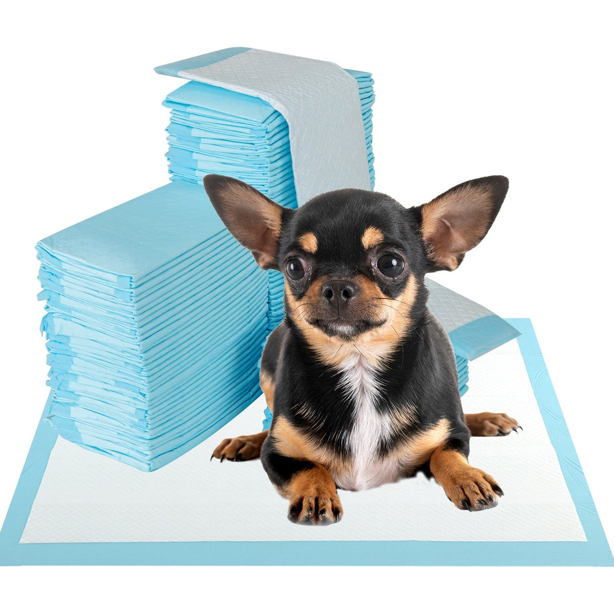 Stack of blue dog training pee pads with small black-and-tan puppy on top