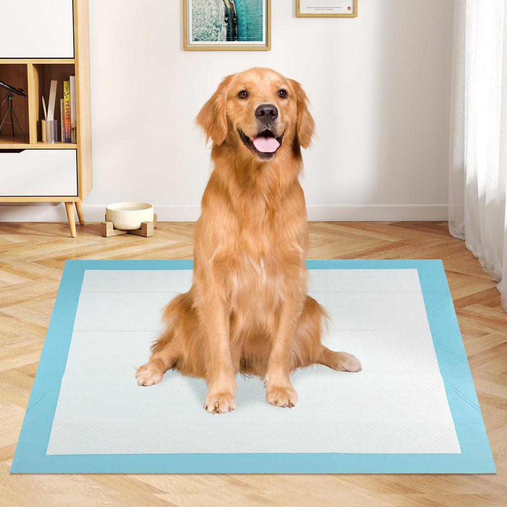 Blue disposable dog potty training pad, 36 in x 36 in, placed on floor