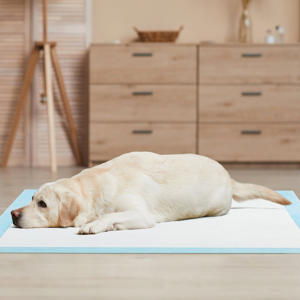 Blue disposable dog training pad under a lying dog