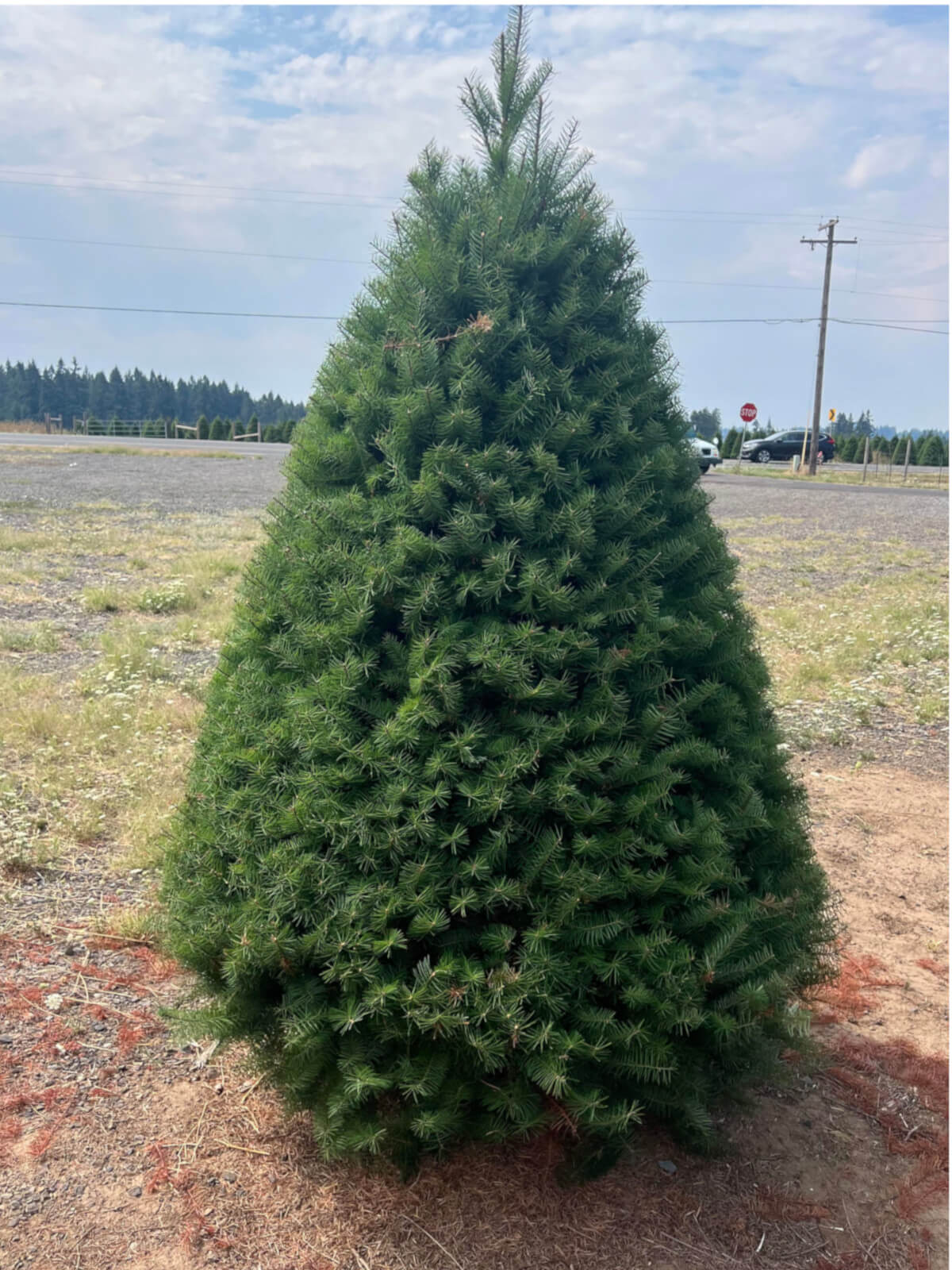 Douglas fir Christmas tree with dense green needles, outdoors in a nursery field