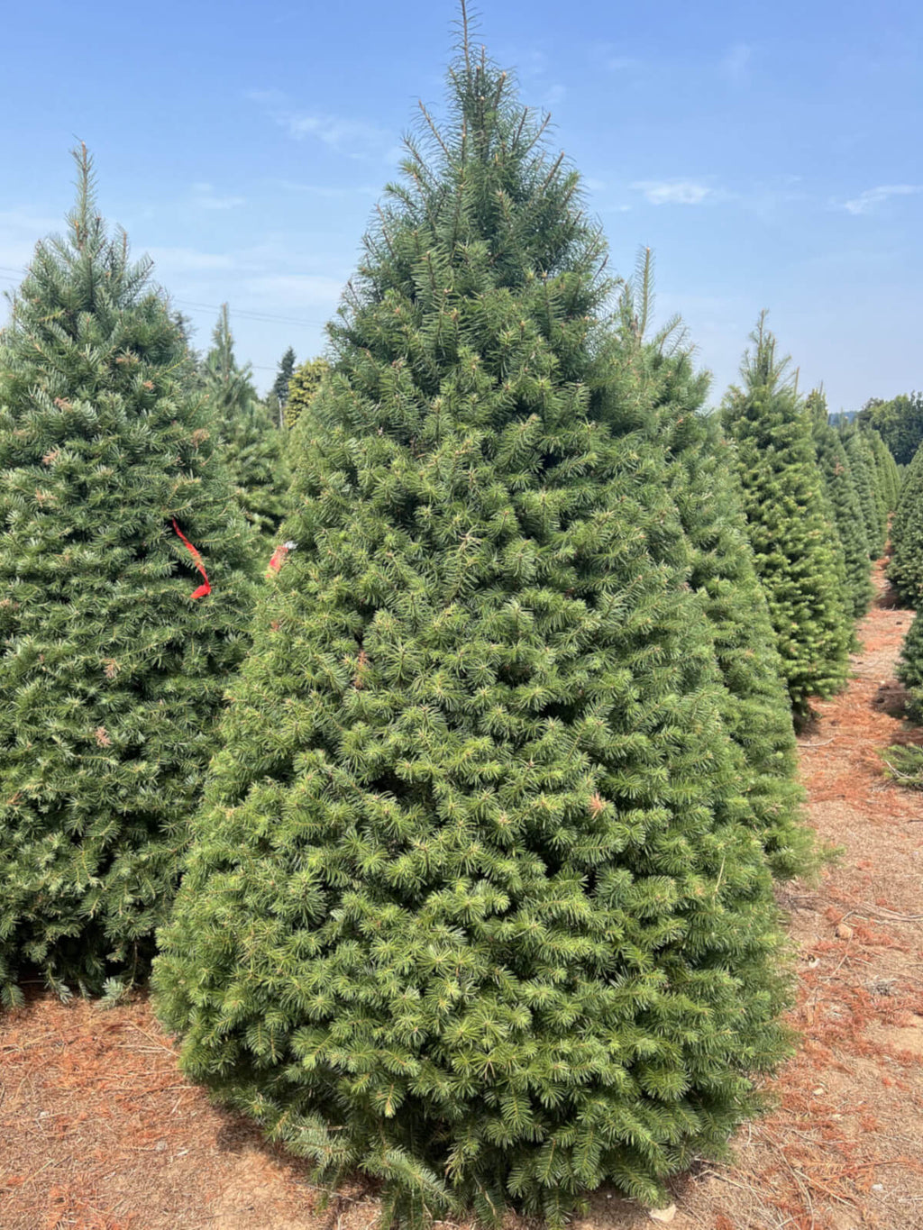 Douglas fir Christmas tree among other trees, dense green foliage outdoors