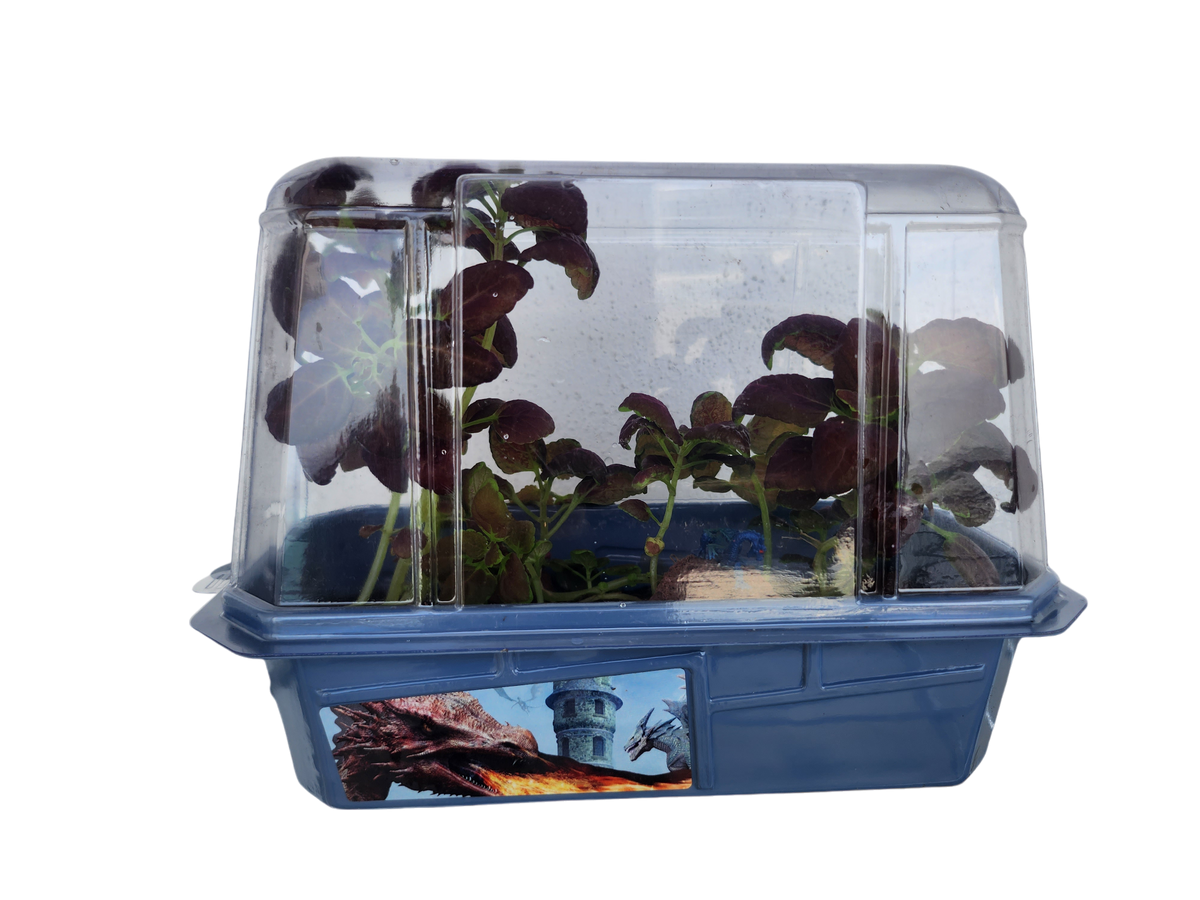 Mini terrarium with clear cover, blue base, and young dark-leaved plants