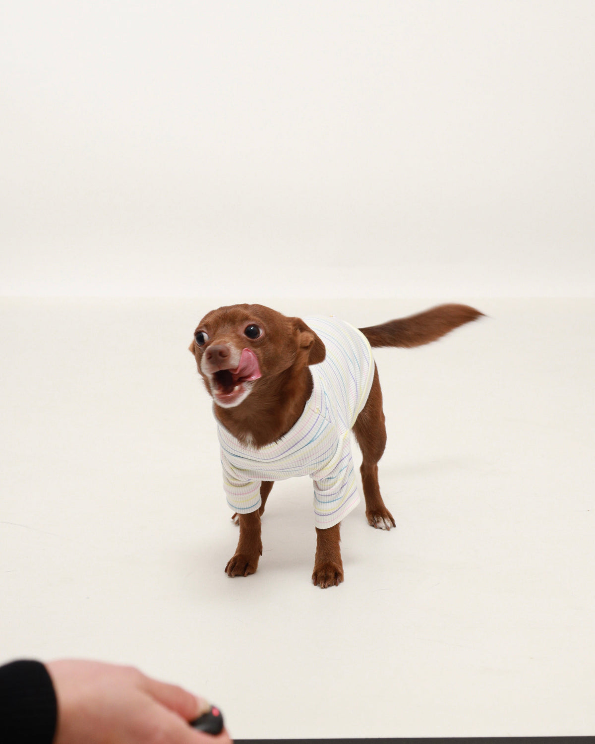 Dog wearing pastel striped turtleneck sweater with ribbed collar and short sleeves