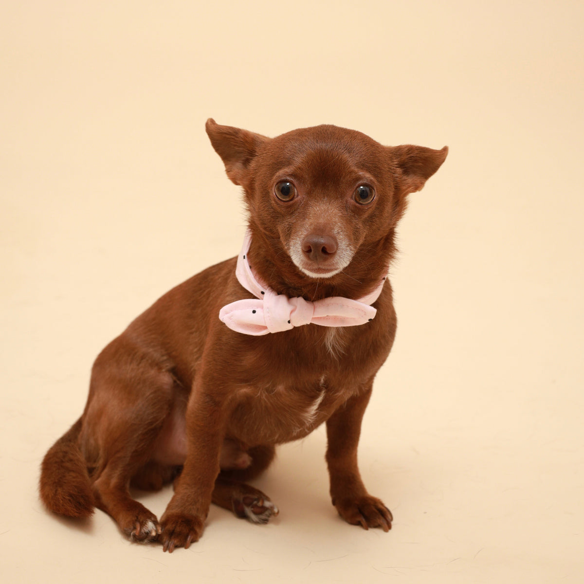 Pink polka-dot dog neckerchief with bow tie