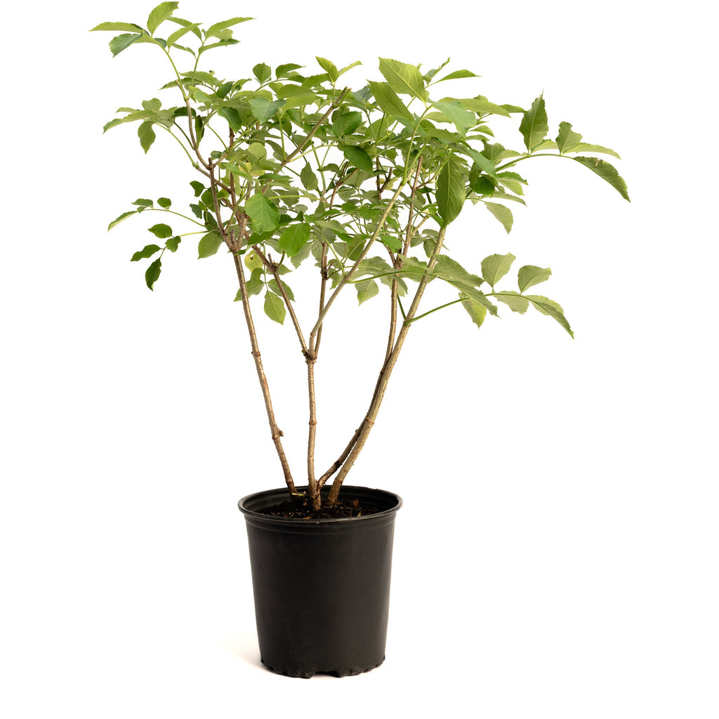 Potted elderberry shrub with multiple green stems and leaves