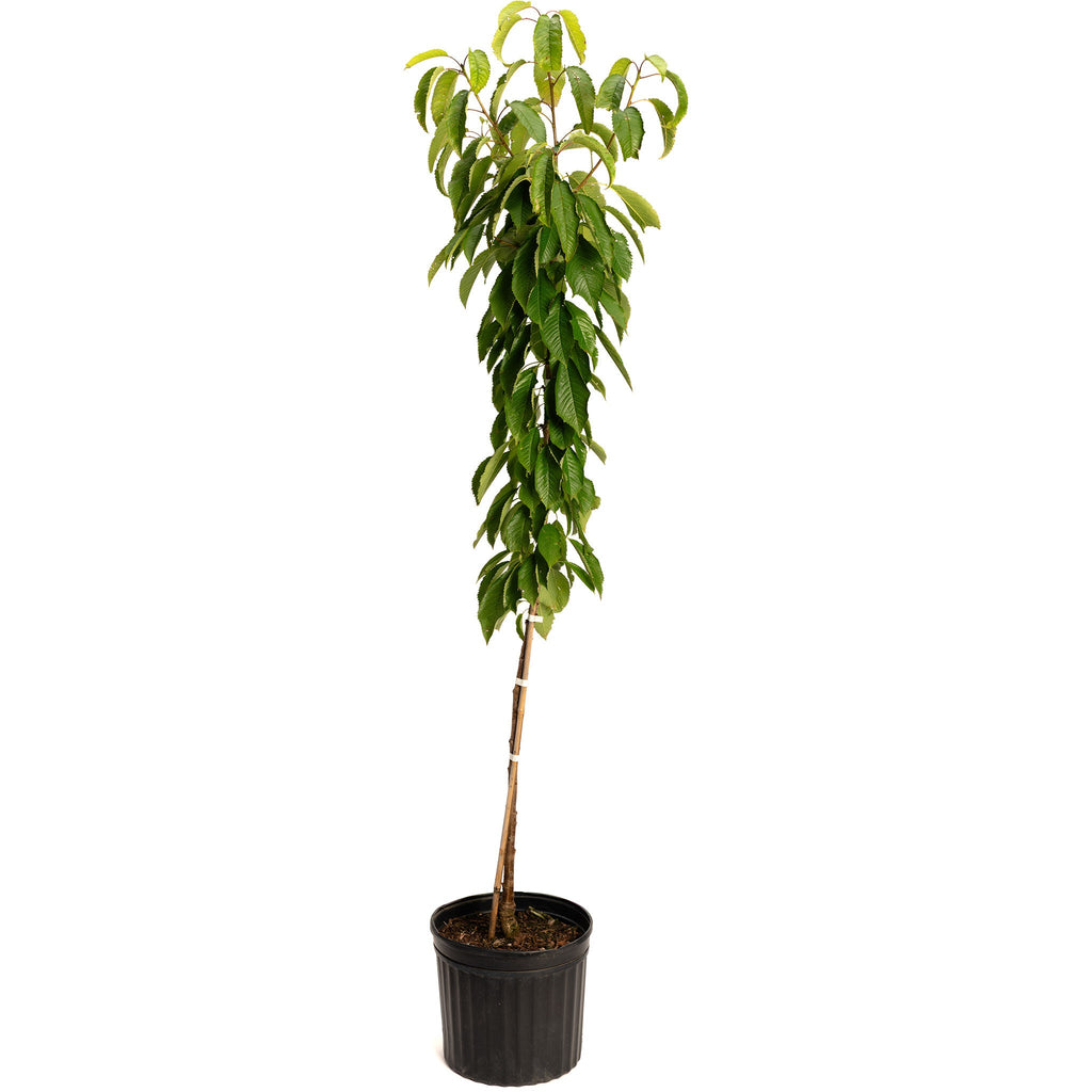 Potted cherry tree sapling with green leaves in a black nursery pot
