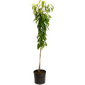 Potted cherry tree sapling with green leaves in a black nursery pot