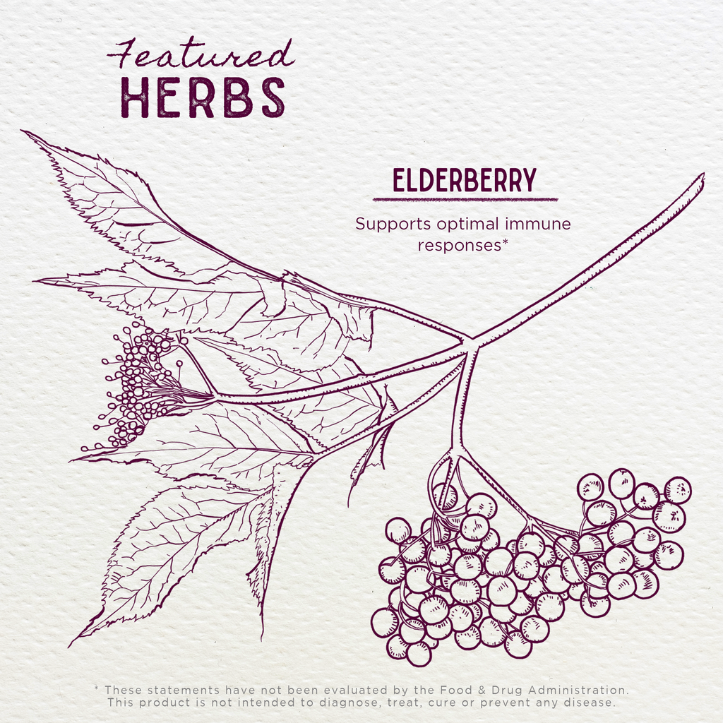Elderberry herb illustration with leaves and berry clusters for tincture