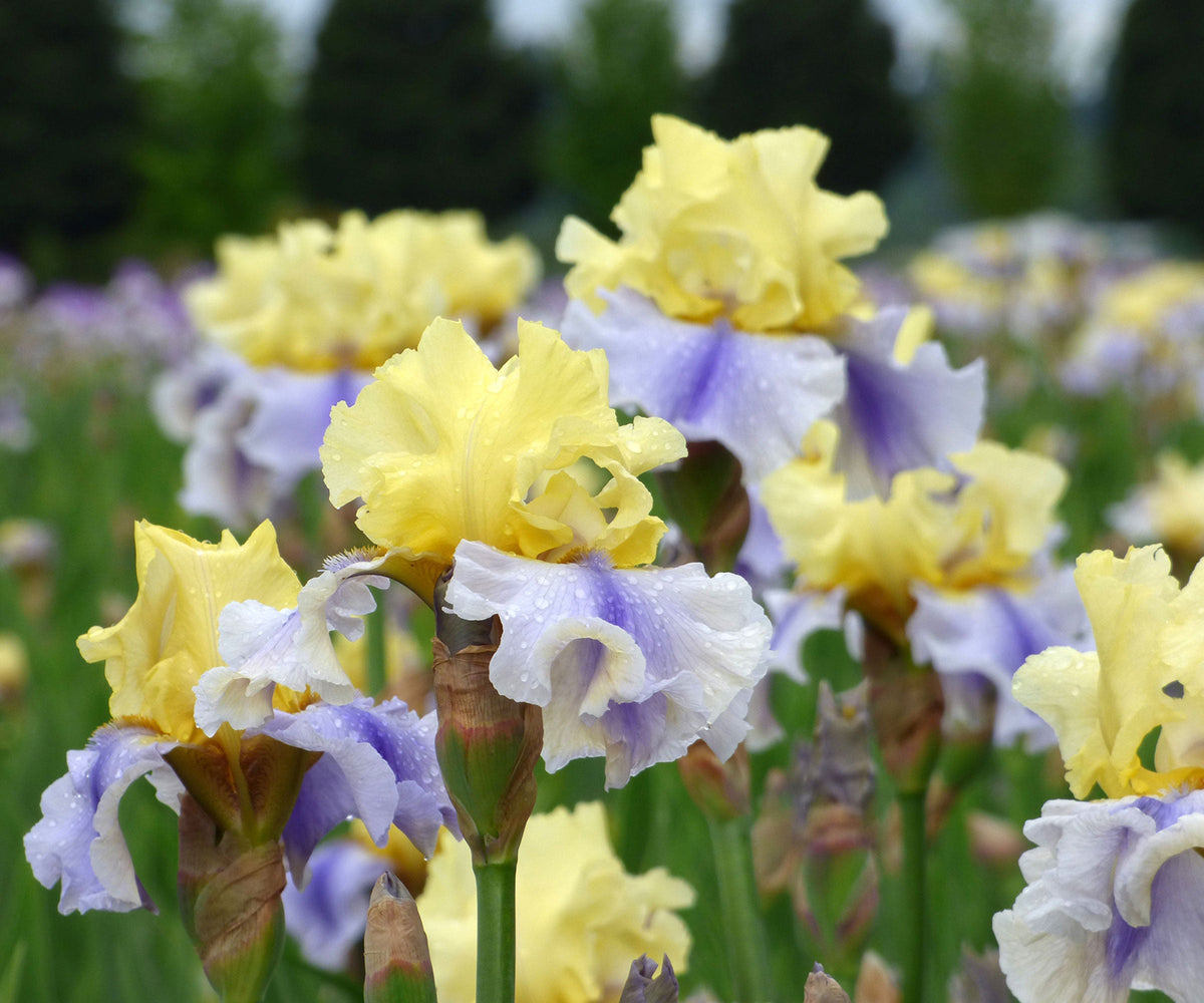 Yellow and pale blue iris blooms with ruffled petals on tall stems