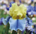 Yellow and blue bi-color iris flower with ruffled petals